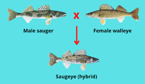 Diagram showing that a saugeye is a hybrid between sauger and walleye