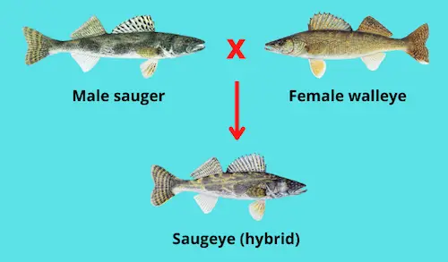 Saugeye vs Walleye (Key Differences Explained)