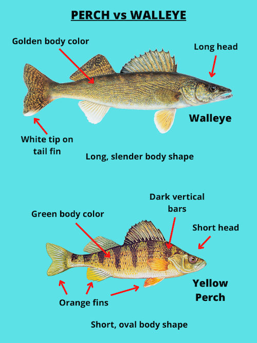 Perch vs Walleye comparison illustration