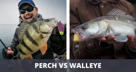 perch vs walleye