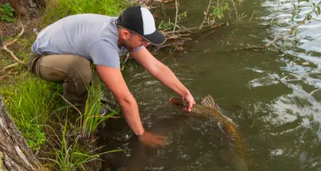 Photo of angler releasing northern pike after catcching it