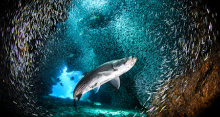 Photo of tarpon hunting silversides in a coral reef