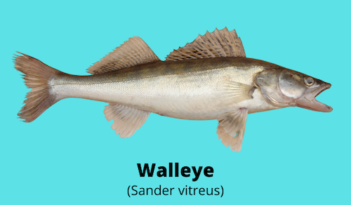 Photo of walleye