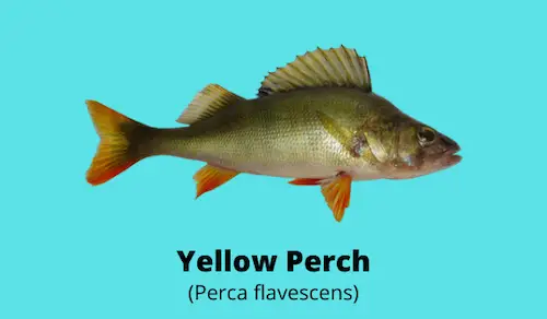 Photo of yellow perch