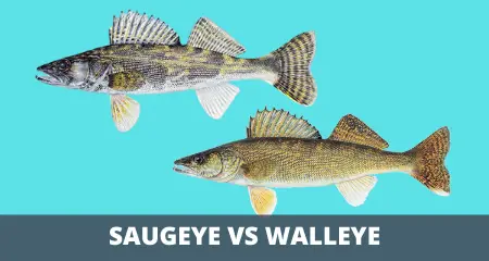 Saugeye vs walleye