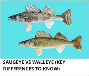 Saugeye vs walleye
