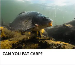 Can you eat carp?