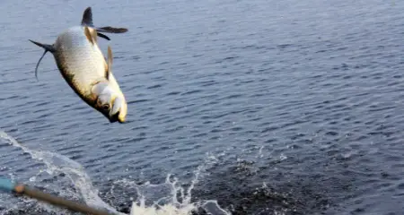 Tarpon fishing in Florida