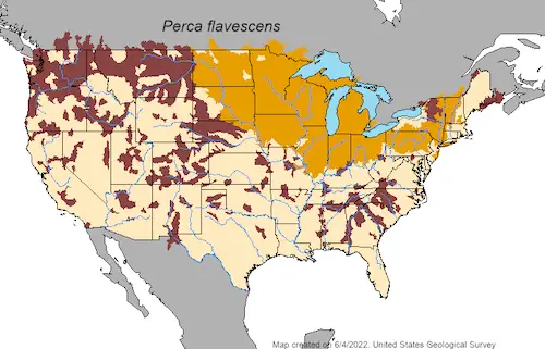 Yellow perch distribution map