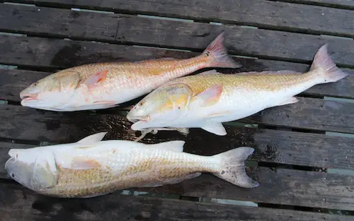 Bag of 3 keeper redfish in Mississippi