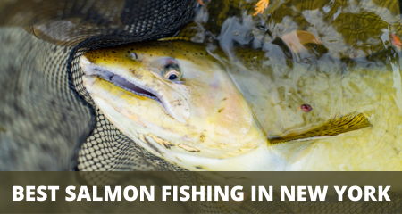 Best salmon fishing in NY