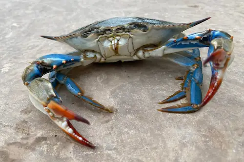 Blue crabs are great bait for bull redfish