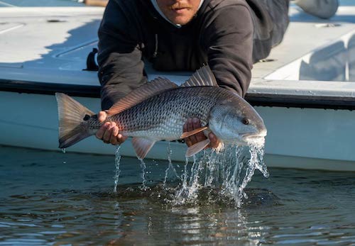 Bull redfish caught from boat