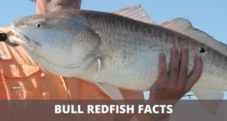 Photo of bull redfish