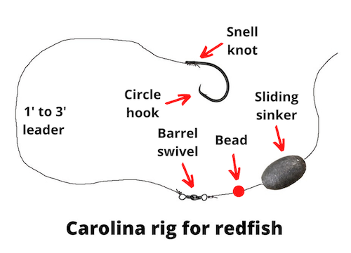 Carolina rig for redfish