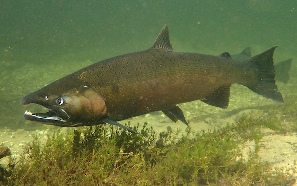 Chinook salmon migrating upstream to spawn