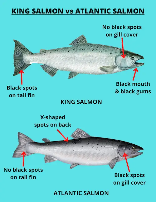 Diagram showing differences between King salmon and Atlantic salmon