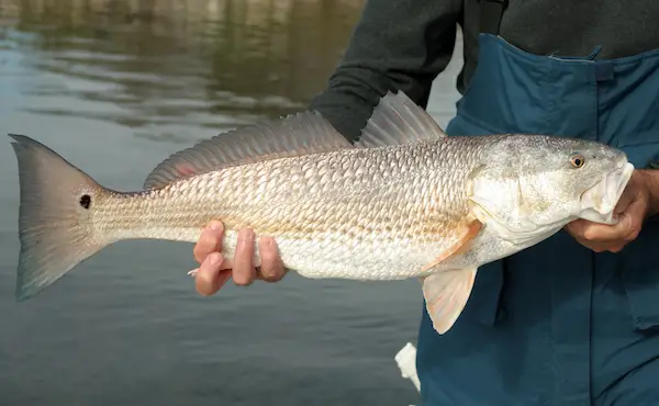 Freshly caught bull redfish