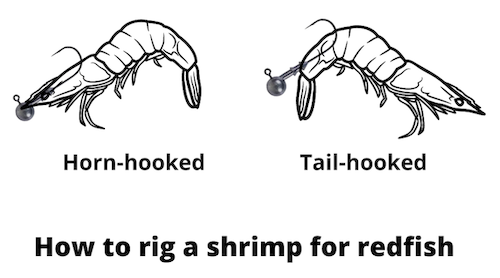 How to rig a shrimp for redfish