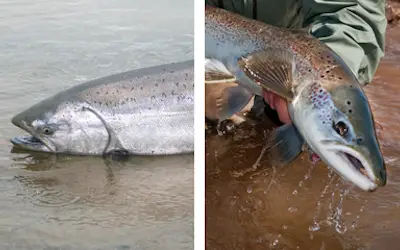 King salmon vs atlantic salmon