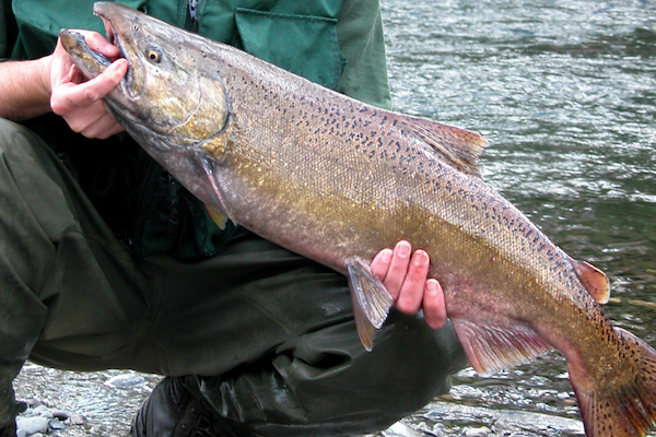 Large chinook salmon caught in the Salmon River, Pulaski