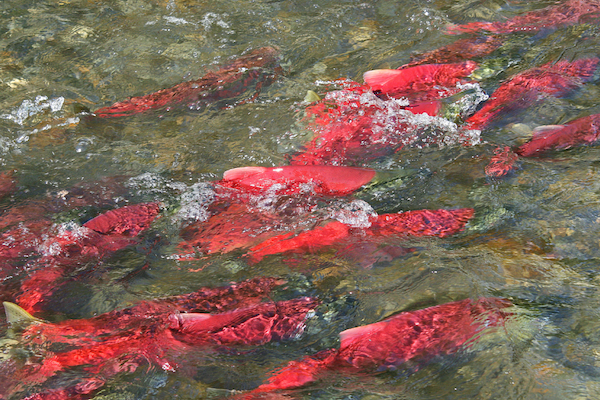 Photo of bright red sockeye salmon migrating up a river near Bristol Bay in Alaska the