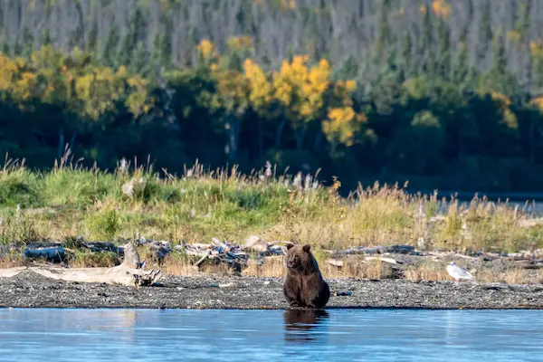 Photo of bropwn bear fishing for salmon in Katmai national park, Alaska