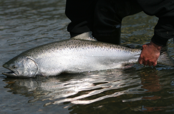 Photo of freshly caught king salmon