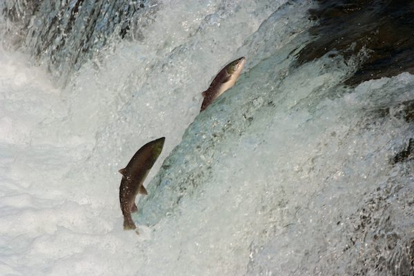 Photo of king salmon leaping out of the water in the Kenai River, Alaska