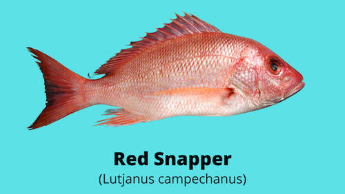 Photo of red snapper - Lutjanus campechanu