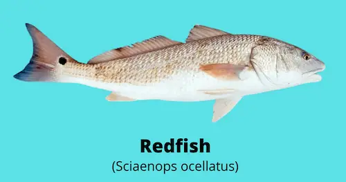 Photo of redfish -Sciaenops ocellatus