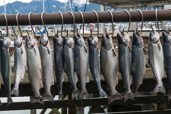 Photo of salmon caught in Seward, Alaska