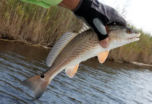 Redfish caught with popping cork rig