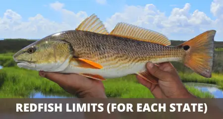 Redfish limits and regulations