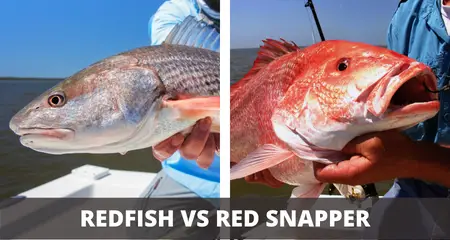 Redfish vs red snapper