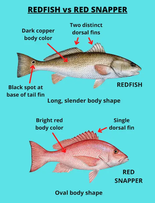 Redfish vs red snapper identification