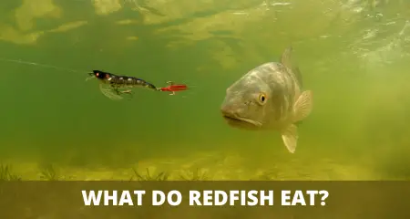 What do redfish eat