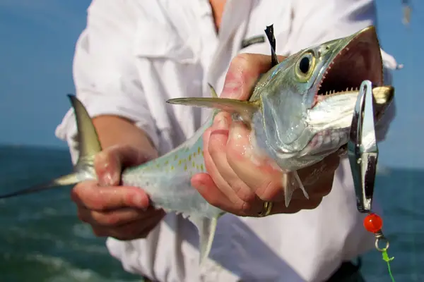 Photo of Spanish Mackerel caught off the coast of North Carolina