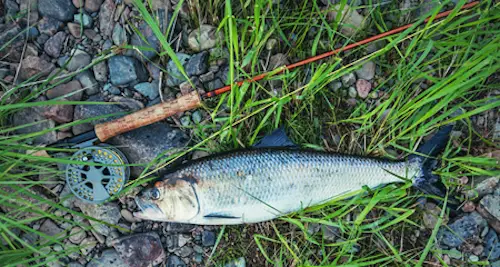 Photo of an American Shad caught in the Rappahannock River with a fly fishing rod