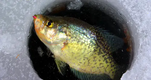 Photo of crappie caught through the ice with tungsten jig