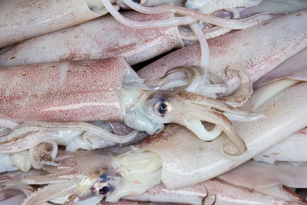 Photo of fresh squid