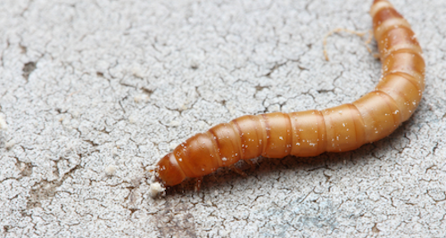 Photo of mealworm