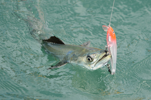 Photo of spanish mackerel caught on fishing lure
