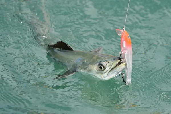 Photo of spanish mackerel caught on fishing lure