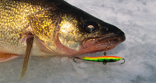 Photo of walleye caught with perch-colored jigging rap on ice