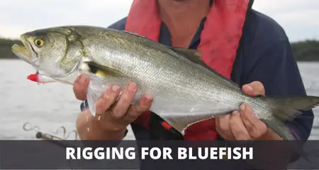 Rigging for bluefish