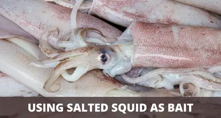 Salted squid as bait