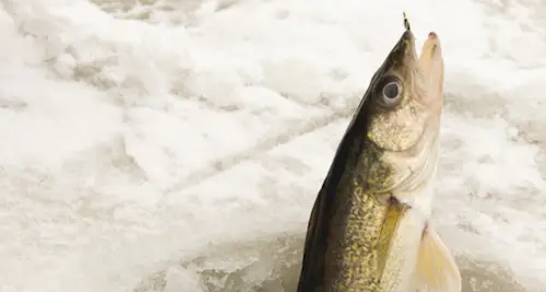 Photo of walleye caught through the ice with a rattle reel