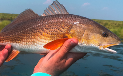 Redfish fishing tips
