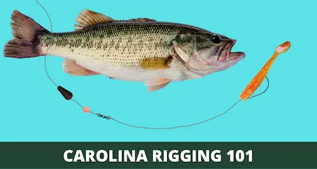 Carolina Rig 101 (Setup and How-to Guide with Pictures)